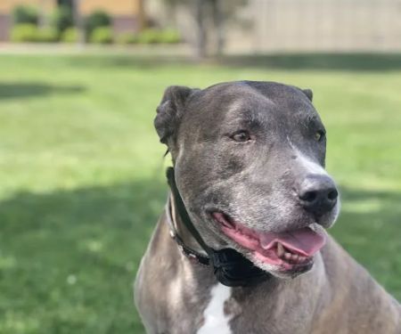 VCA Chatoak Animal Hospital