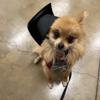 Northridge Animal Medical Center ico