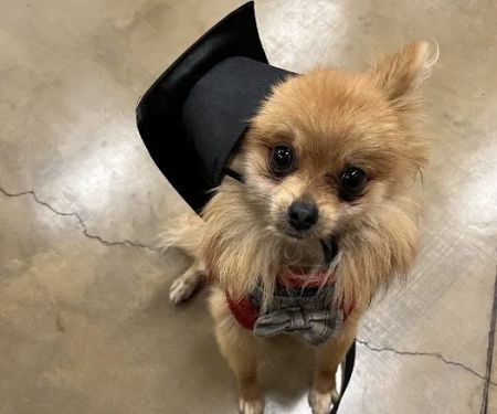 Northridge Animal Medical Center