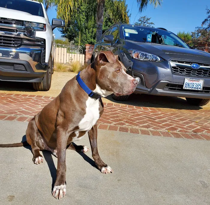 Northridge Animal Medical Center Picture 9