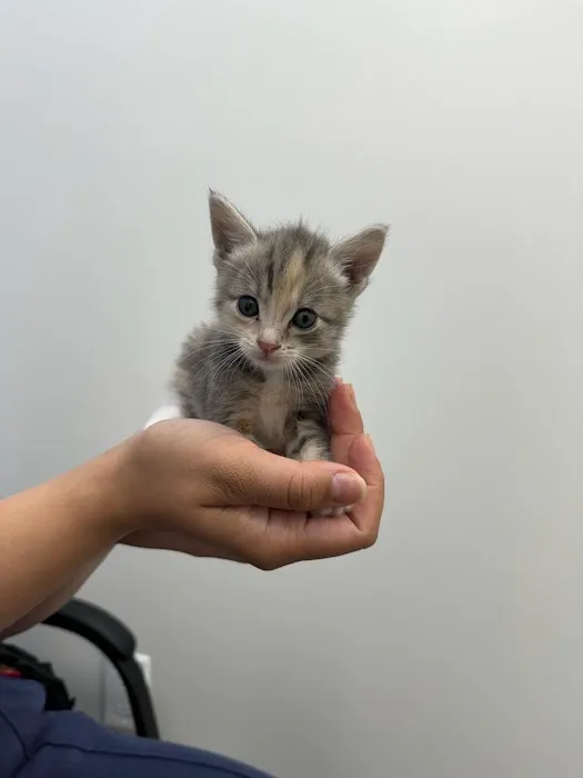 Brighter Veterinary Center Picture 1