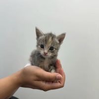 Brighter Veterinary Center ico