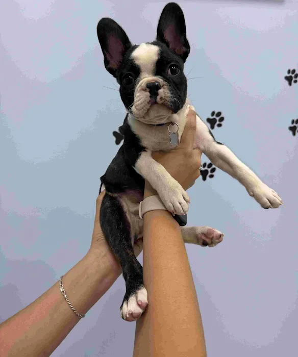 Brighter Veterinary Center Picture 2
