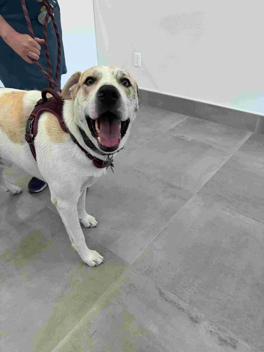 Brighter Veterinary Center Picture 9