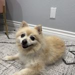 Holistika Veterinary
