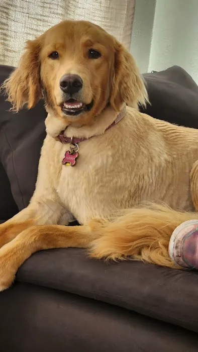 Holistika Veterinary Picture 5