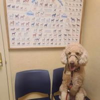 Rosemont Veterinary Hospital ico