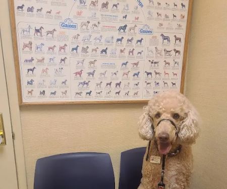 Rosemont Veterinary Hospital