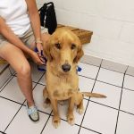 Hillcrest Pet Hospital