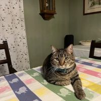 Montrose Pet Hospital ico