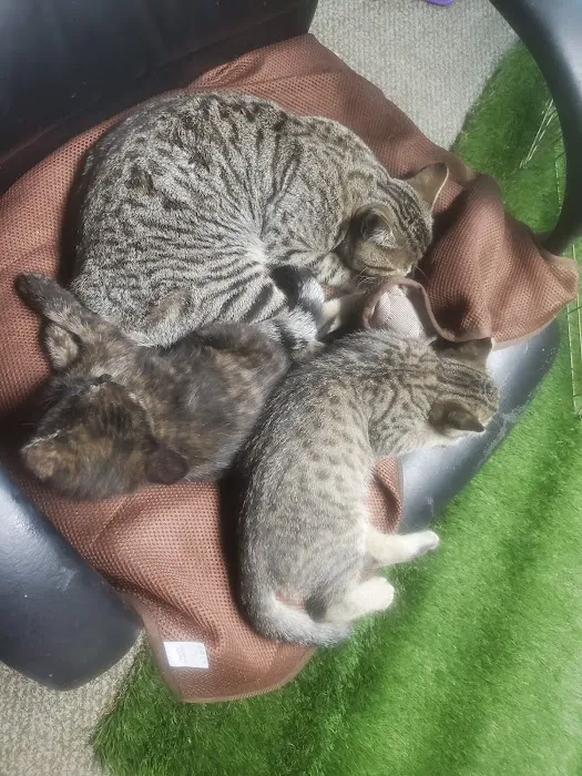 Montrose Pet Hospital Picture 3