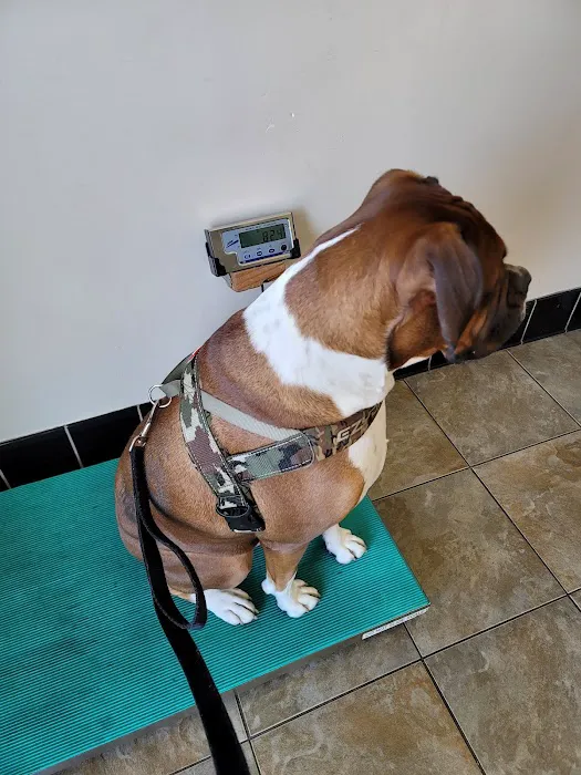 Montrose Pet Hospital Picture 7
