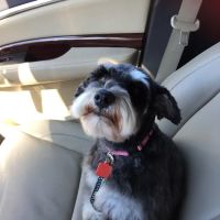 La Cañada Pet Clinic ico