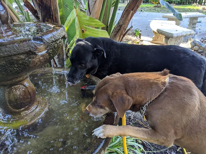 La Cañada Pet Clinic Picture 9