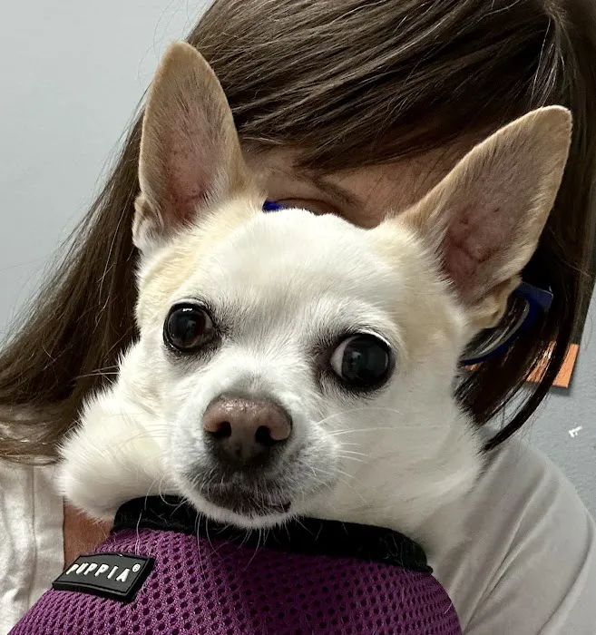 Pet Cure Veterinary Center Picture 1
