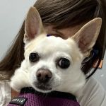 Pet Cure Veterinary Center