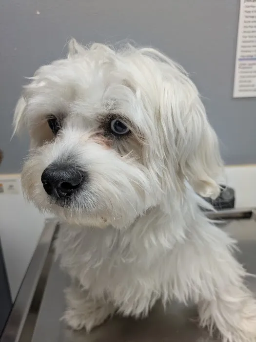 Pet Cure Veterinary Center Picture 5