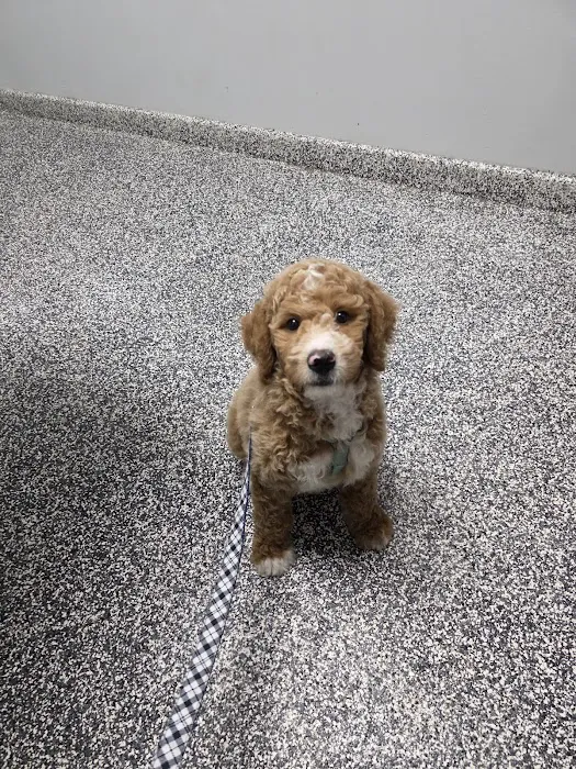 Pet Cure Veterinary Center Picture 8