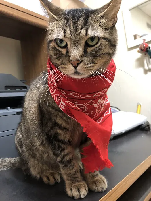Morley Animal Hospital Picture 3