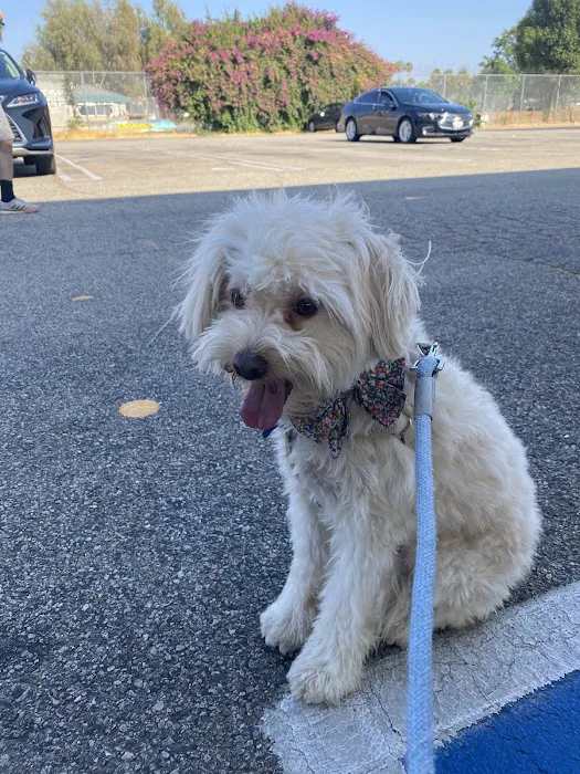 Low Cost Pet Vaccines of Los Angeles - One Generation Parking Lot Picture 1