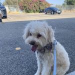 Low Cost Pet Vaccines of Los Angeles - One Generation Parking Lot