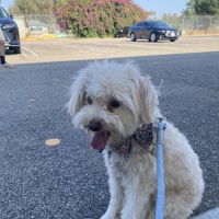 Low Cost Pet Vaccines of Los Angeles - One Generation Parking Lot ico