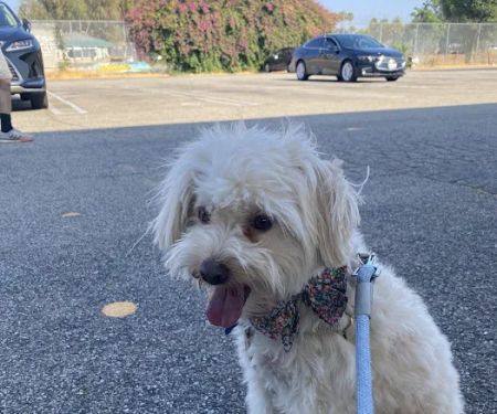 Low Cost Pet Vaccines of Los Angeles - One Generation Parking Lot