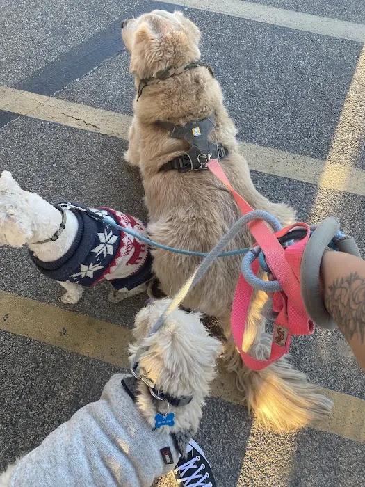 Low Cost Pet Vaccines of Los Angeles - One Generation Parking Lot Picture 3
