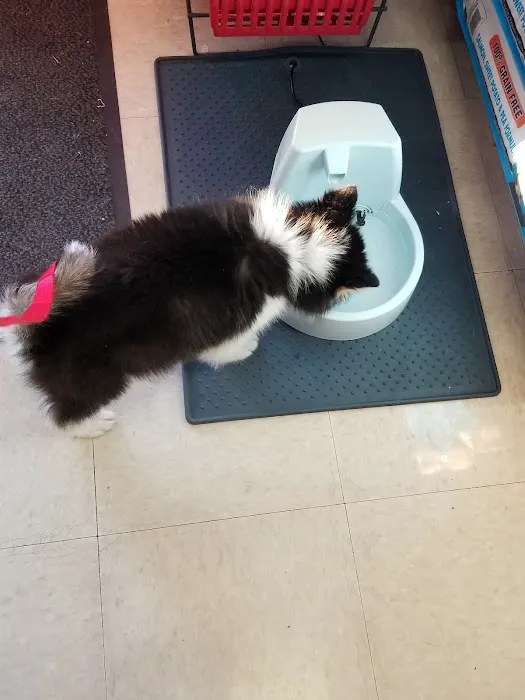 Low Cost Pet Vaccines of Los Angeles - One Generation Parking Lot Picture 8