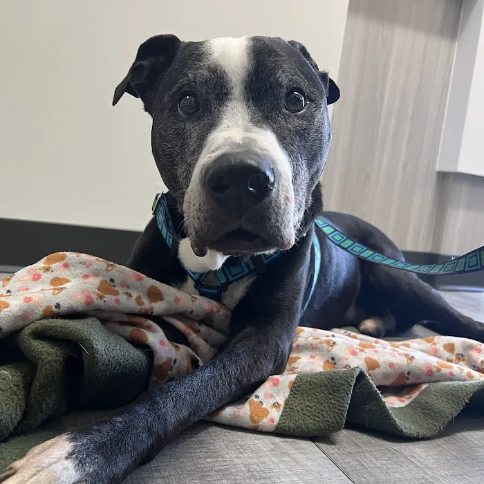 VCA McClave Animal Hospital Picture 2