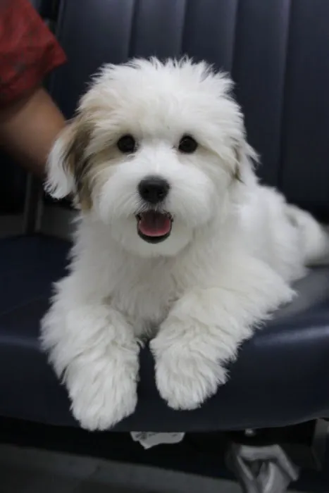 VCA McClave Animal Hospital Picture 4