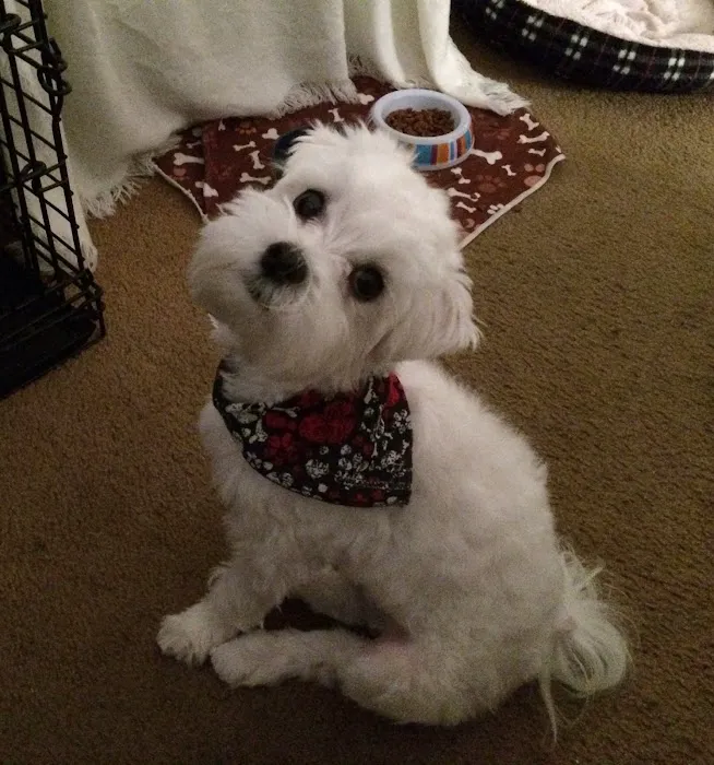 VCA McClave Animal Hospital Picture 3