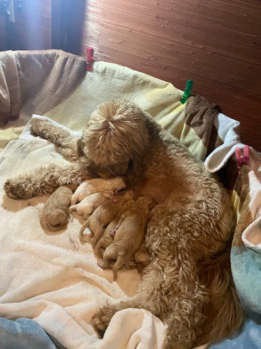 Encino Pet Hospital and Emergency Picture 4