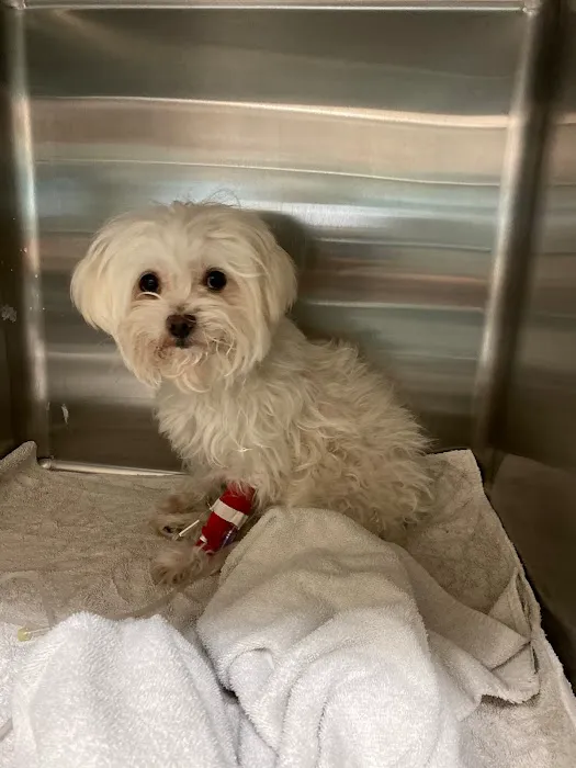 Encino Pet Hospital and Emergency Picture 8
