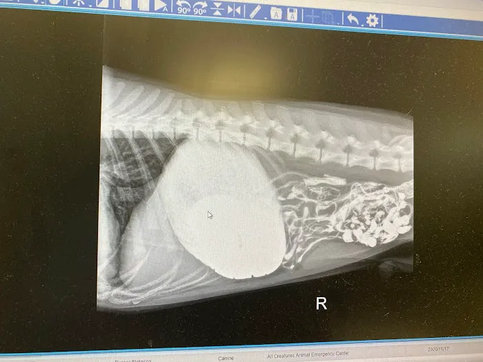 Encino Pet Hospital and Emergency Picture 10