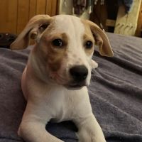 Encino Veterinary Center ico