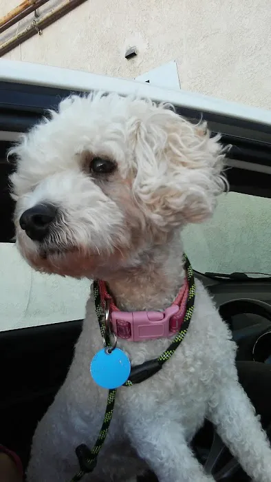 Animal Clinic of Encino Picture 7