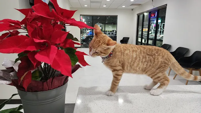 Los Olivos Animal Hospital Upland, Urgent care Picture 2