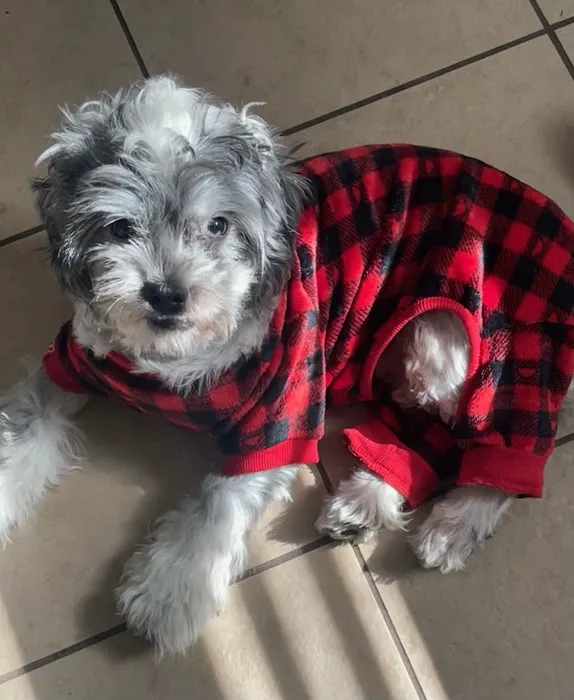 Los Olivos Animal Hospital Upland, Urgent care Picture 3