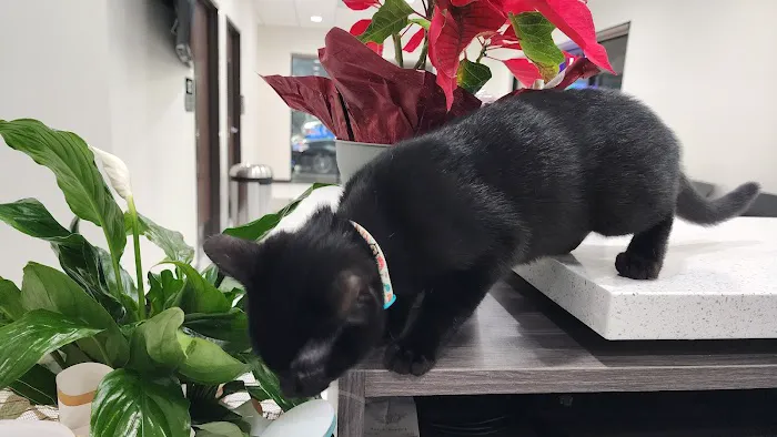 Los Olivos Animal Hospital Upland, Urgent care Picture 8