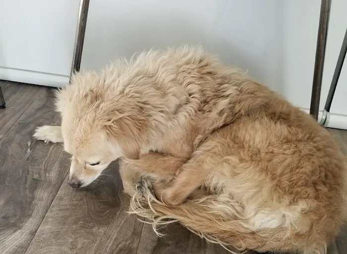 Inland Animal Hospital Picture 2
