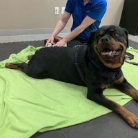 Back To Health Veterinary Services ico