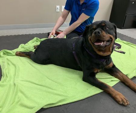 Back To Health Veterinary Services