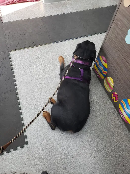 Back To Health Veterinary Services Picture 5