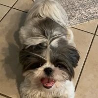 Veterinary Dental Specialties and Oral Surgery ico