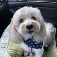 Animal Dermatology Clinic ico