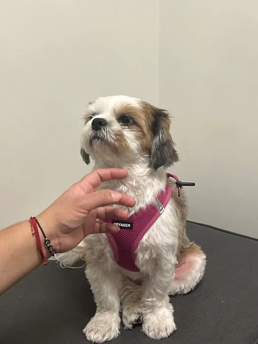 Animal Dermatology Clinic Picture 10