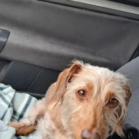 VCA California Veterinary Specialists-Ontario ico