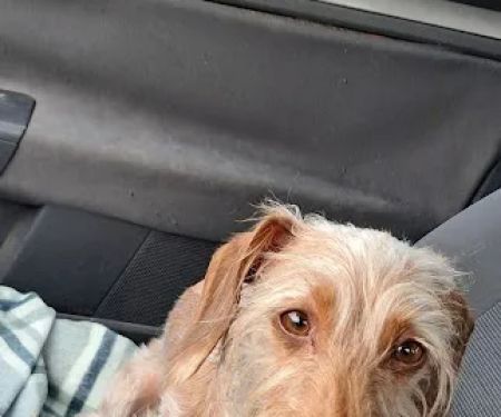 VCA California Veterinary Specialists-Ontario