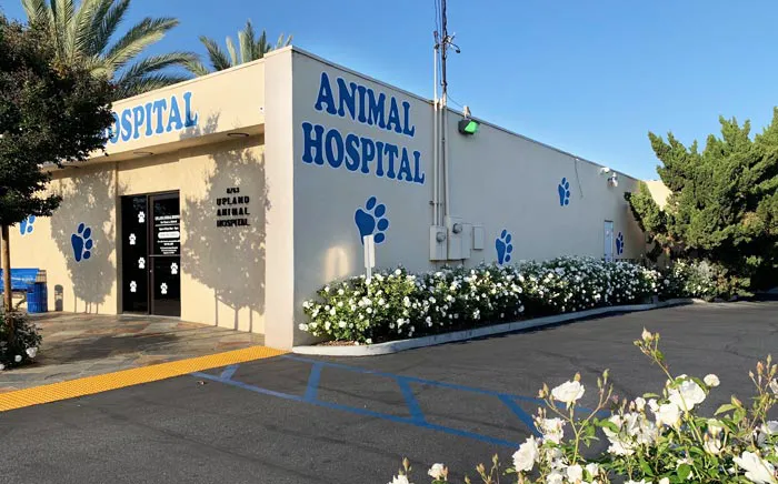 Upland Animal Hospital Picture 2